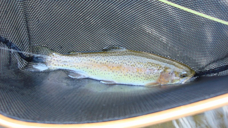 Cross Fork Rainbow2.JPG